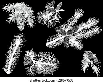 illustration with white pine branches isolated on black background
