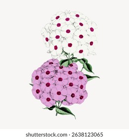 Illustration of white and pink flowers with green leaves. The flowers have a simple, elegant design. Floral art with white and pink blossoms. Vintage flower illustration vector.