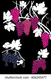 illustration with white and pink grapes isolated on black background