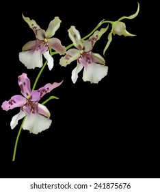 illustration with white and pink orchid isolated on black background