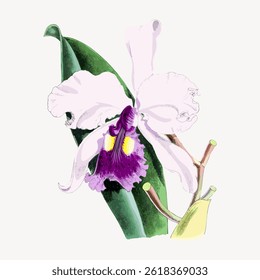 Illustration of a white and purple orchid with green leaves. The orchid's petals are delicate and vibrant. The orchid is central, with detailed textures. Vintage flower illustration vector.