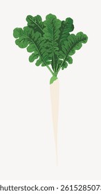 Illustration of a white radish with green leaves. The radish features leafy greens and a long white root. Radish and greens are prominent in the design. Vintage food illustration vector.