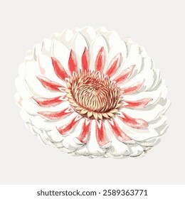 Illustration of a white and red flower with detailed petals. The flower has a vibrant red center. The white petals contrast with the red accents. Floral art. Vintage art painting vector.