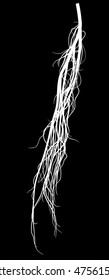 illustration with white root silhouette isolated on black background