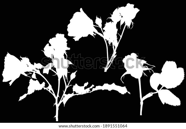 Illustration White Rose Flower Silhouettes Isolated Stock Vector ...