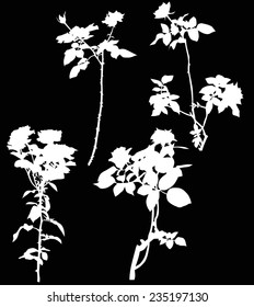 illustration with white rose flowers isolated on black background