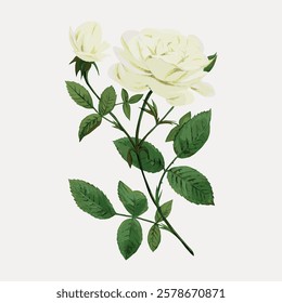 Illustration of a white rose with green leaves. The white rose is detailed, with multiple petals. Green leaves surround the white rose, enhancing its beauty. Vintage flower illustration, vector.