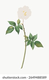 Ilustração de uma rosa branca com folhas verdes. A rosa branca destaca-se com as suas pétalas delicadas. As folhas verdes complementam a rosa branca, criando um olhar natural. Vetor de ilustração de flor vintage.
