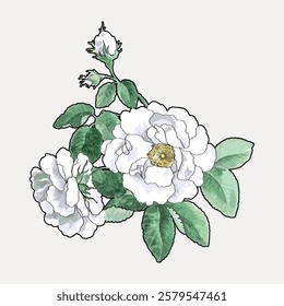 Illustration of white roses with green leaves. White roses symbolize purity and innocence. Detailed white roses and lush green leaves on a light background. Vintage flower illustration, vector.