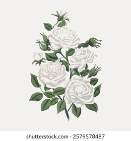 Illustration of white roses with green leaves. White roses symbolize purity and elegance. The white roses are beautifully detailed with lush green leaves. Vintage flower illustration isolated, vector.