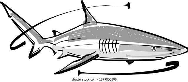 the illustration of a white shark