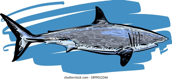 the illustration of a white shark