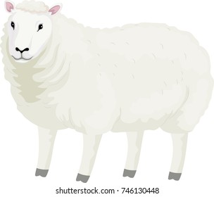 Illustration of a White Sheep Standing