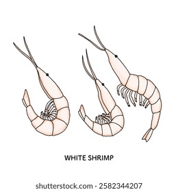 Illustration of white shrimp from Toyama Prefecture_Line drawing