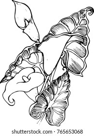 Illustration of white spathiphyllum. A symbol of beauty and refinement.