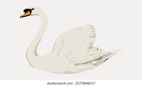 Illustration of a white swan with an orange beak. The swan is gracefully floating. Elegant swan, white feathers, serene swan, peaceful water bird. Vintage animal illustration isolated on white, vector