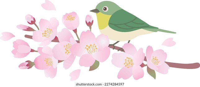 Illustration of a white-eye perched on a branch of cherry blossoms