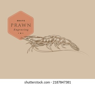 Illustration of whiteleg shrimp with details and highlights in engraving style.