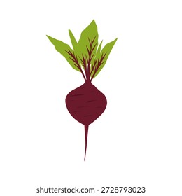 Illustration of a whole beetroot. Flat design of beetroot. Healthy vegetable. Healthy food. Illustration of tuber