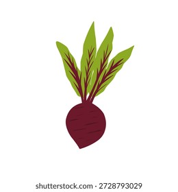 Ilustração de uma beterraba inteira. Design plano da beterraba. Vegetais saudáveis. Comida saudável. Ilustração do tubérculo