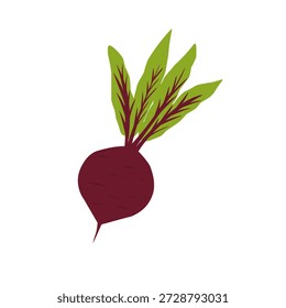 Illustration of a whole beetroot. Flat design of beetroot. Healthy vegetable. Healthy food. Illustration of tuber