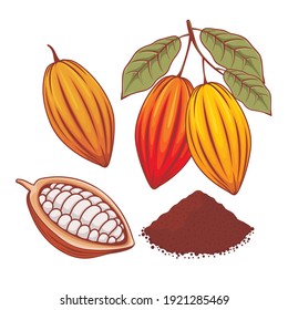 Illustration of whole cocoa bean, ripe cocoa and cocoa powder 