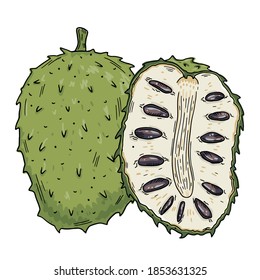 Soursop Drawing Hd Stock Images Shutterstock