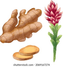 illustration of whole ginger, ginger slices in section, ginger flower