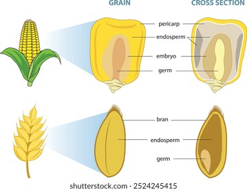 illustration of whole grains cross section - vector