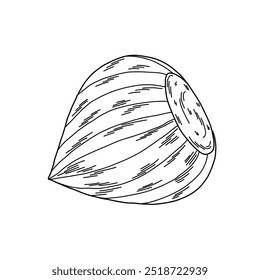 Ilustração de avelã inteira na casca, desenho estilo doodle linear, imagem minimalista para design
