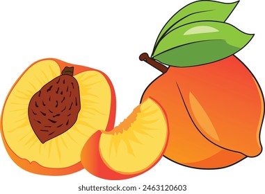 illustration of a whool, half and slice peach on white background