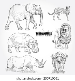 illustration of wild animals. Hand drawn.