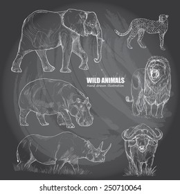 illustration of wild animals. Hand drawn.