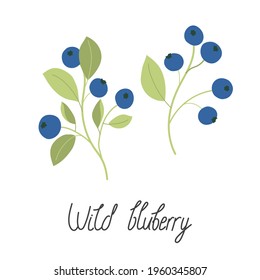 Illustration of wild blueberries with leaves. With the inscription Wild blueberry. Flat vector illustration. Isolated on white.