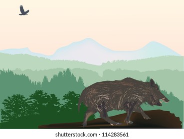 Abbildung mit Wildschwein im Wald