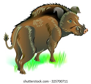 Illustration  of wild boar, vector cartoon image