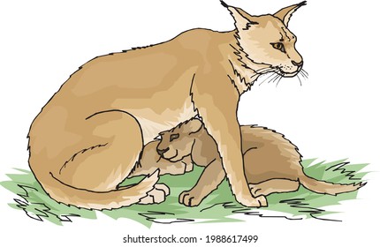 illustration of wild cat with cub in white background