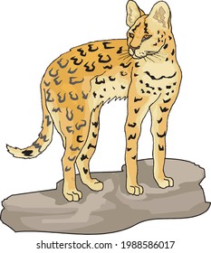 illustration of wild cat in white background