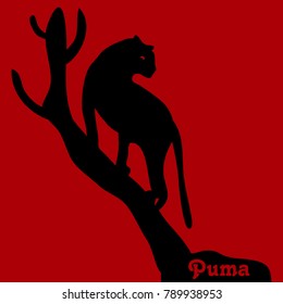 Illustration, Wild cat-cougar on tree, silhouette on red background, vector