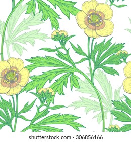 Illustration of wild field flowers buttercup on a white background. Vector seamless pattern. Floral ornament. Vintage.