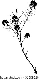 illustration with wild flower silhouette isolated on white background