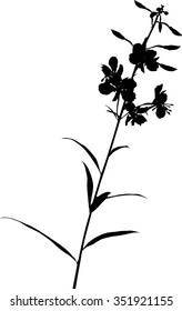 illustration with wild flower silhouette isolated on white background