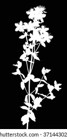 illustration with wild flower silhouette isolated on black background