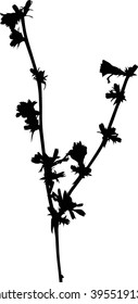 illustration with wild flower silhouette isolated on white background