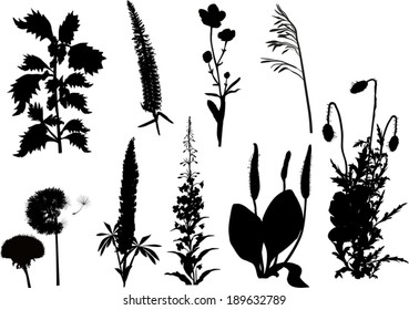 illustration with wild flower silhouettes collection isolated on white background