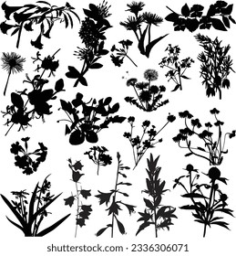 illustration with wild flower silhouettes collection isolated on white background