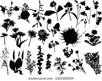 illustration with wild flower silhouettes isolated on white background