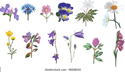 illustration with wild flowers collection isolated on white background