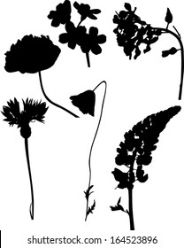 Illustration Wild Flowers Silhouettes Isolated On Stock Vector (Royalty ...