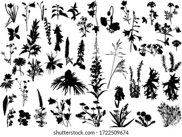 illustration with wild flowers silhouettes isolated on white background